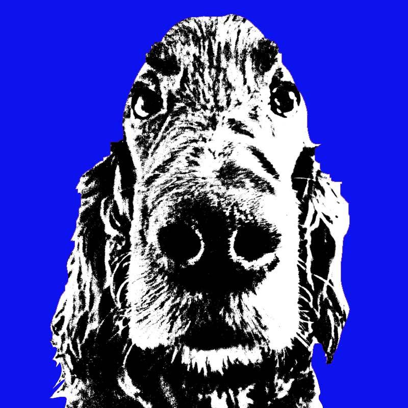 pop art che hund blau Fotogeschenke Blog